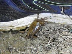 Oziotelphusa wagrakarowensis