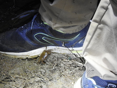 Oziotelphusa wagrakarowensis