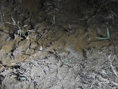 Oziotelphusa wagrakarowensis