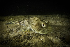 Bull Rout photo 6