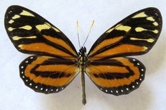Lycorea halia atergatis