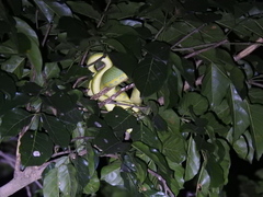 Craspedocephalus gramineus