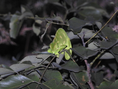 Chamaeleo zeylanicus