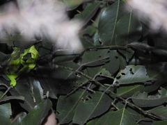 Chamaeleo zeylanicus