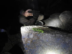 Chamaeleo zeylanicus