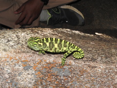 Chamaeleo zeylanicus