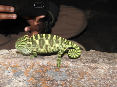 Chamaeleo zeylanicus