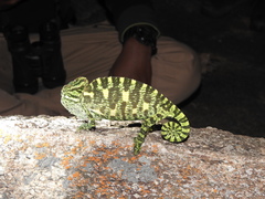 Chamaeleo zeylanicus