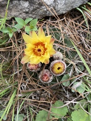 Parodia mammulosa