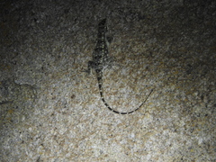 Psammophilus dorsalis