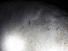 Psammophilus dorsalis