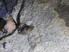 Polypedates maculatus