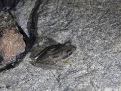 Polypedates maculatus