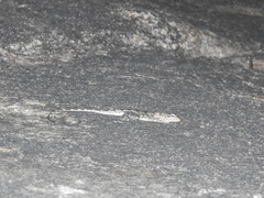 Psammophilus dorsalis