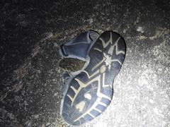 Duttaphrynus melanostictus