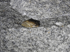 Polypedates maculatus