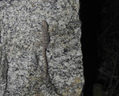 Hemidactylus parvimaculatus