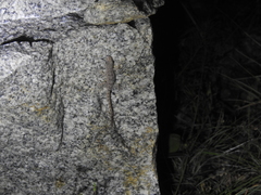 Hemidactylus parvimaculatus