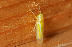 Alebra coryli