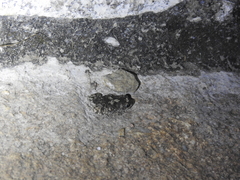 Duttaphrynus hololius