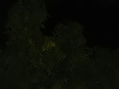 Chamaeleo zeylanicus