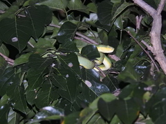 Craspedocephalus gramineus