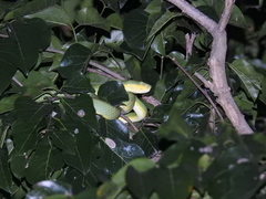 Craspedocephalus gramineus