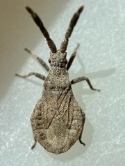 Scolopocerus secundarius
