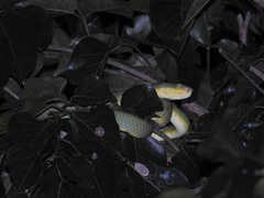 Craspedocephalus gramineus