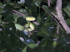 Craspedocephalus gramineus