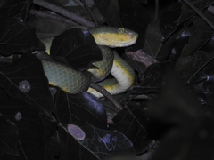 Craspedocephalus gramineus