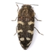 Acmaeodera bowditchi - Photo (c) Mike Quinn, Austin, TX, some rights reserved (CC BY-NC), uploaded by Mike Quinn, Austin, TX