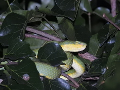 Craspedocephalus gramineus