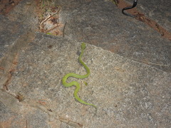 Craspedocephalus gramineus