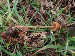 Conocybe pubescens