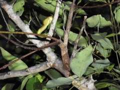 Craspedocephalus gramineus