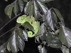 Chamaeleo zeylanicus