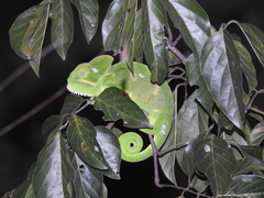 Chamaeleo zeylanicus