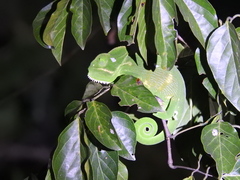 Chamaeleo zeylanicus