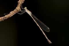 Indolestes tenuissimus