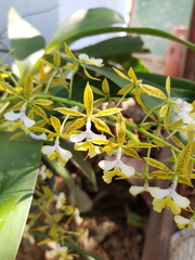 Epidendrum stamfordianum