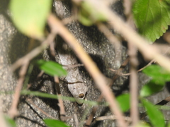 Hemidactylus giganteus