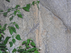 Hemidactylus giganteus