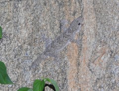 Hemidactylus giganteus