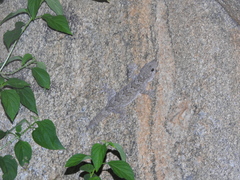 Hemidactylus giganteus