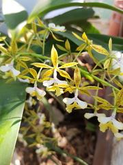 Epidendrum stamfordianum