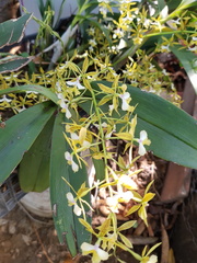 Epidendrum stamfordianum