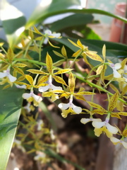 Epidendrum stamfordianum