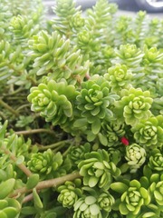 Sedum × luteoviride