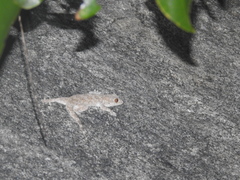 Hemidactylus giganteus